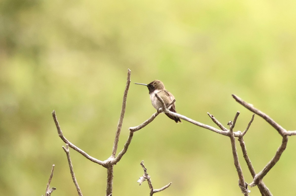Black-chinned Hummingbird - Millie and Peter Thomas