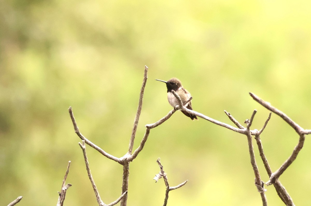 Black-chinned Hummingbird - Millie and Peter Thomas