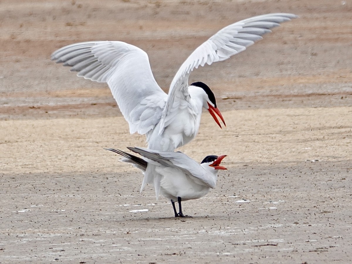 Caspian Tern - Brian Daniels