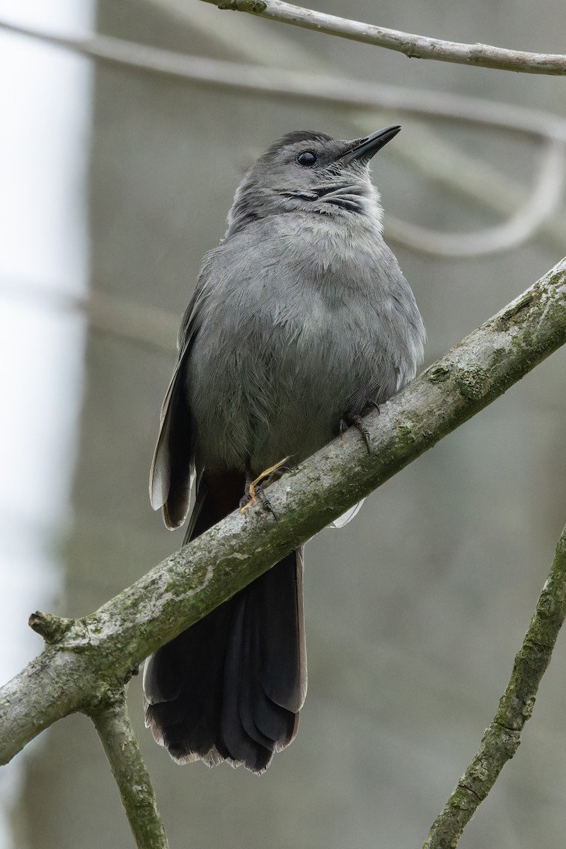 Gray Catbird - Kyle Blaney