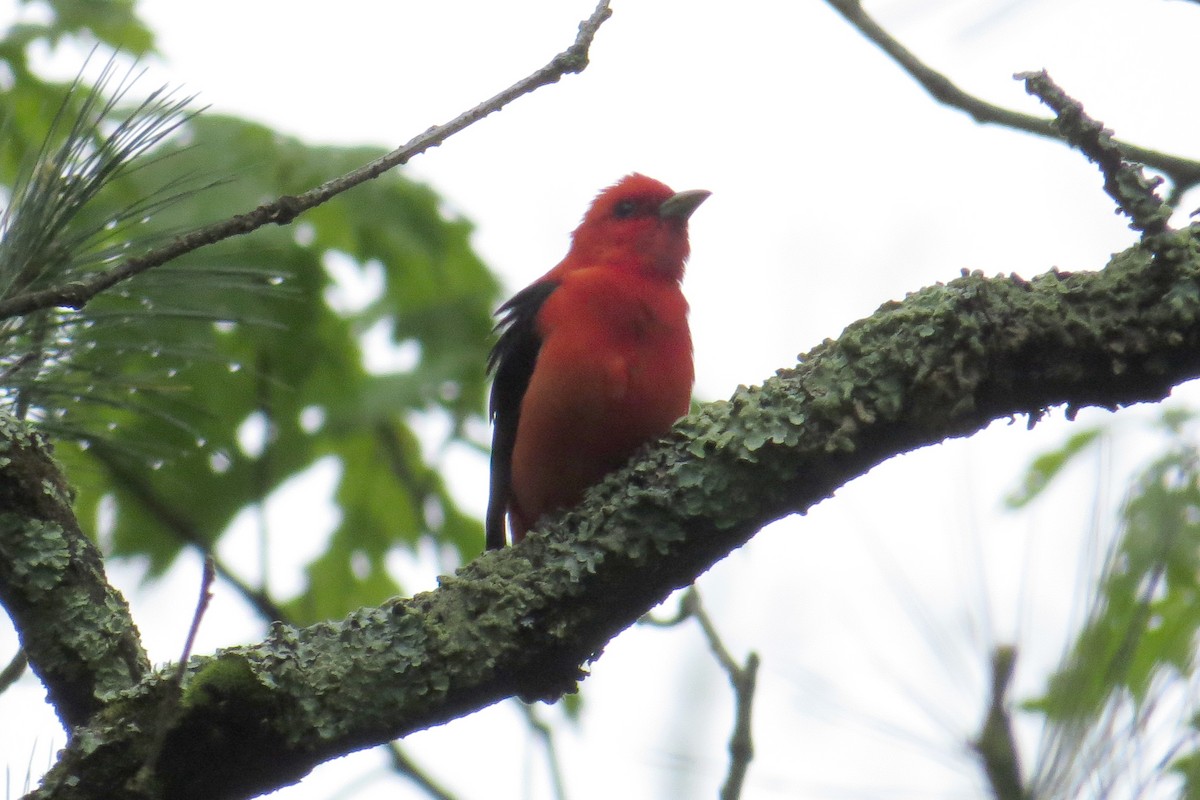 Scarlet Tanager - Mayuko Fujino