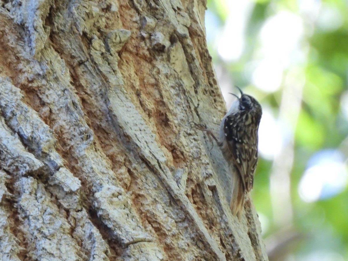 Brown Creeper - Bill Lisowsky