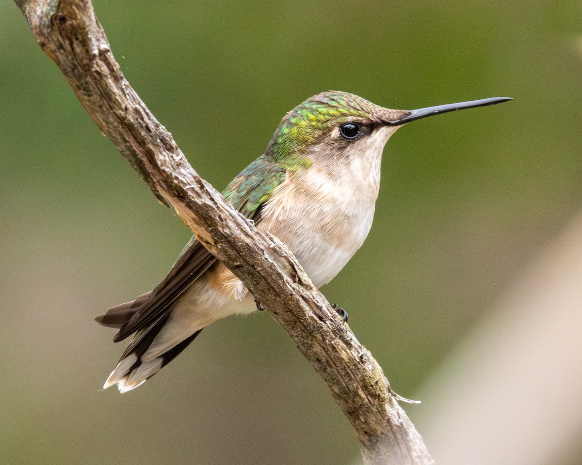 Colibri à gorge rubis - ML619102883