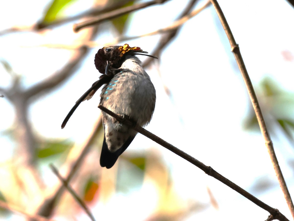 Bee Hummingbird - ML619102894
