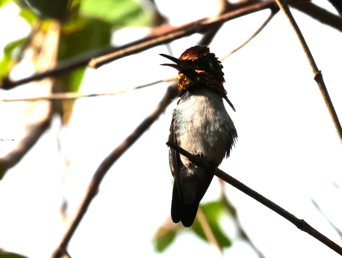 Bee Hummingbird - ML619102899