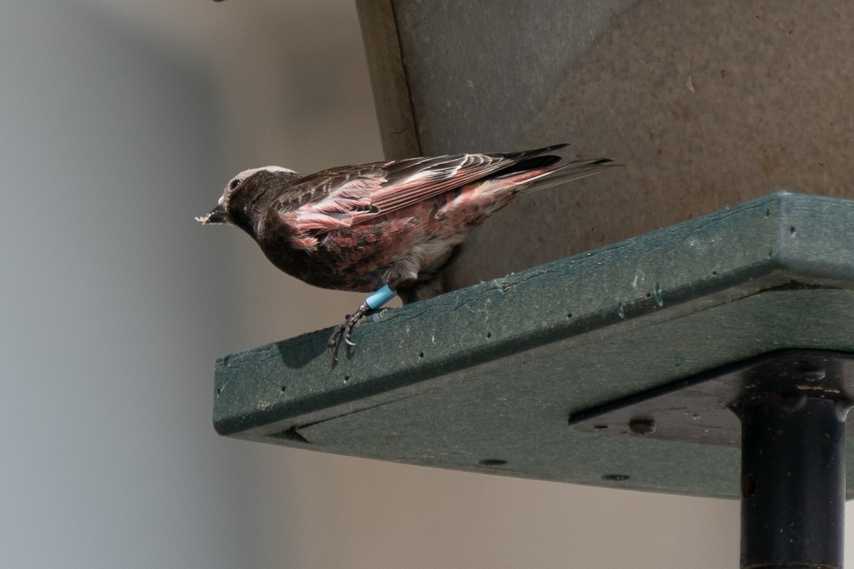 Black Rosy-Finch - Matt Hoecherl