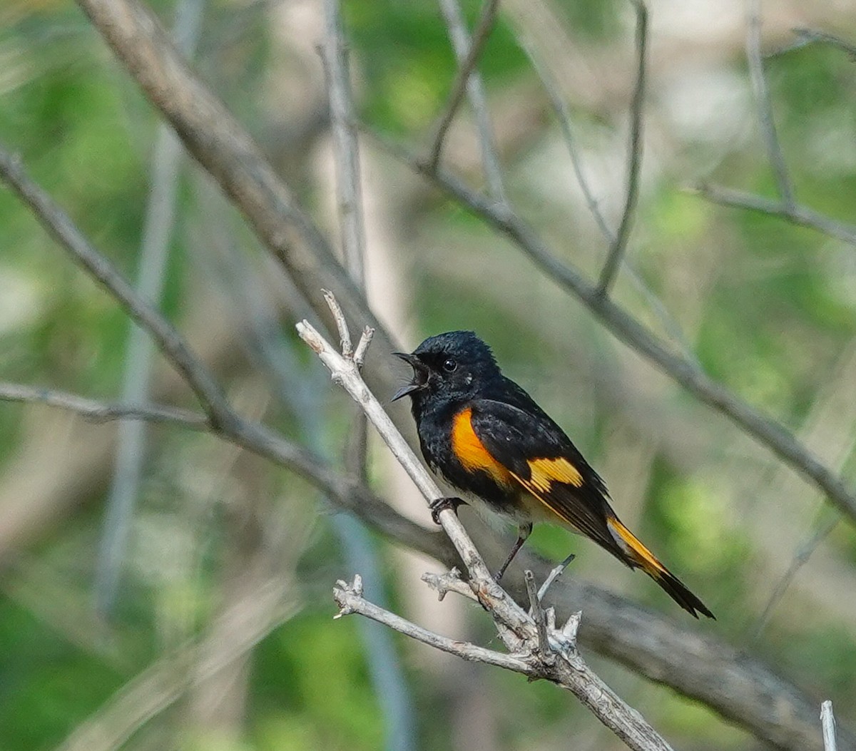 American Redstart - ML619102905
