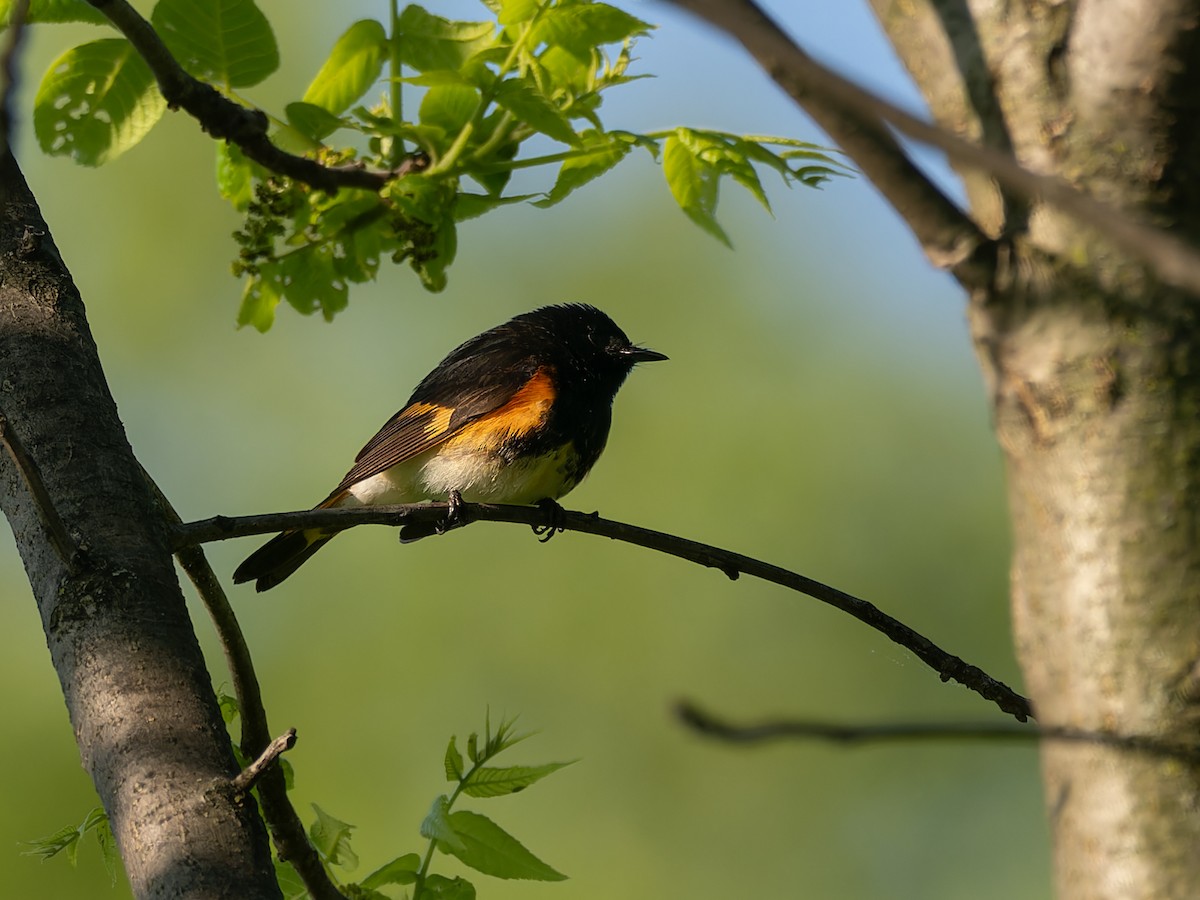 American Redstart - ML619102915