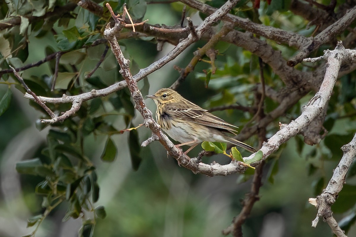 Tree Pipit - Thibaud Aronson