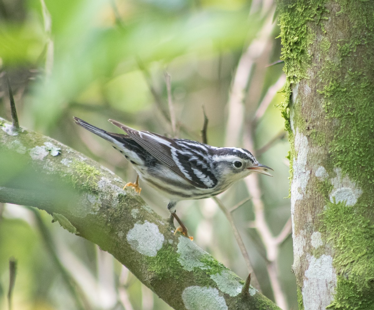 Black-and-white Warbler - Santiago Cañaveral Suarez