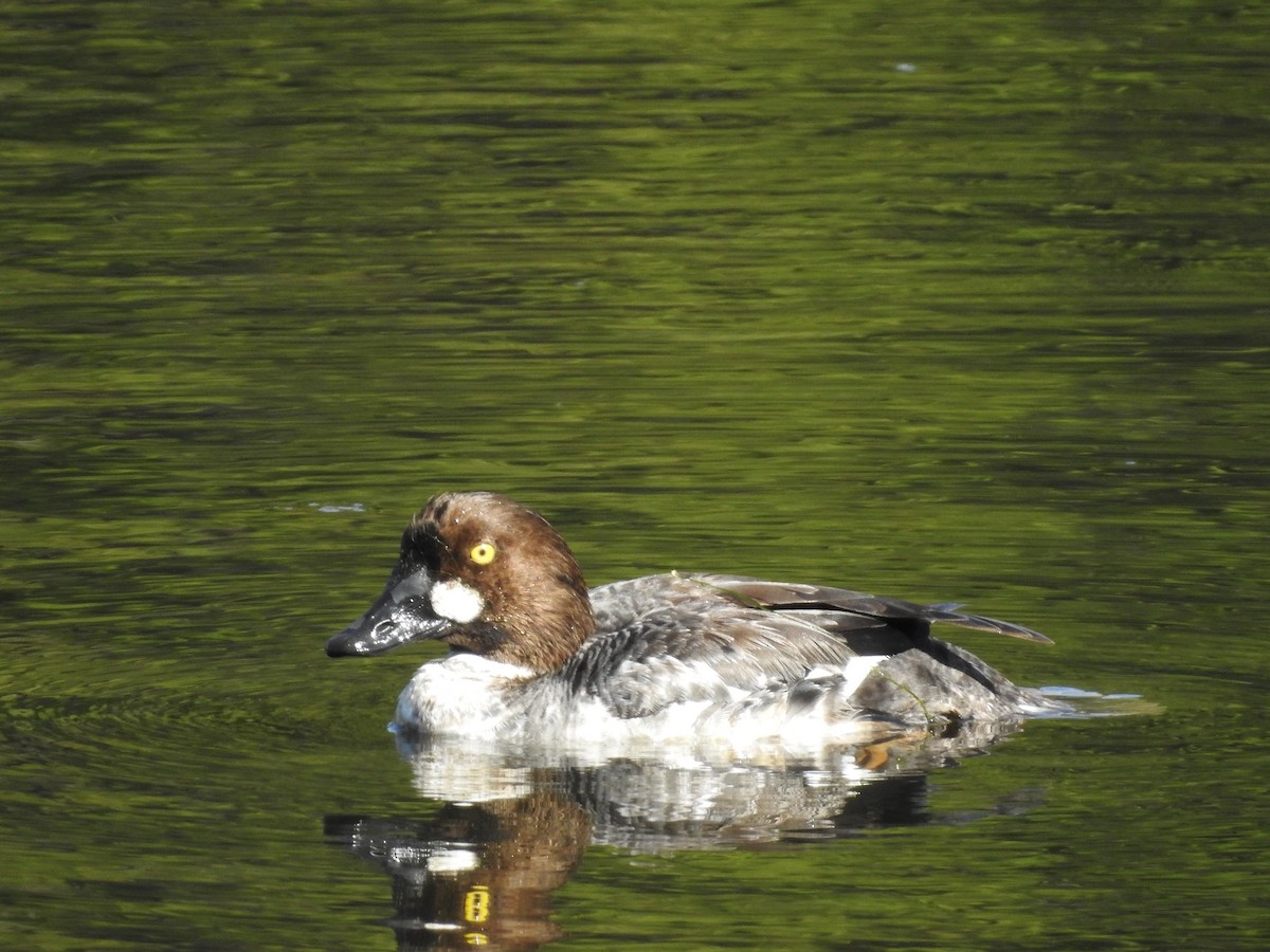 Common Goldeneye - ML619102939