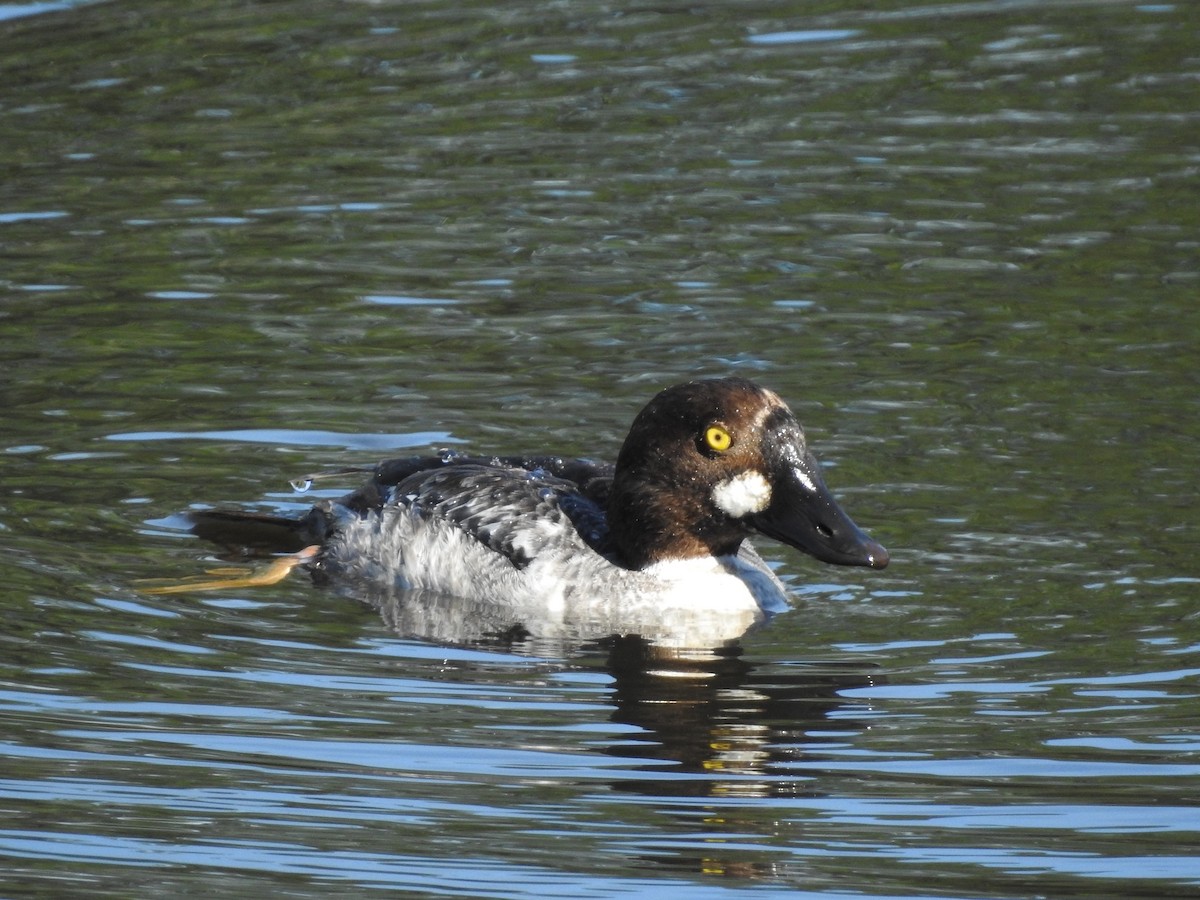 Common Goldeneye - ML619102940