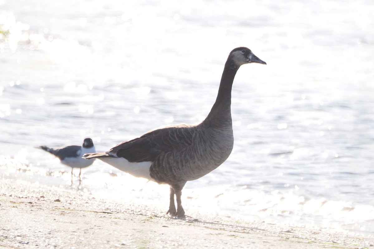 Graylag x Canada Goose (hybrid) - steve b