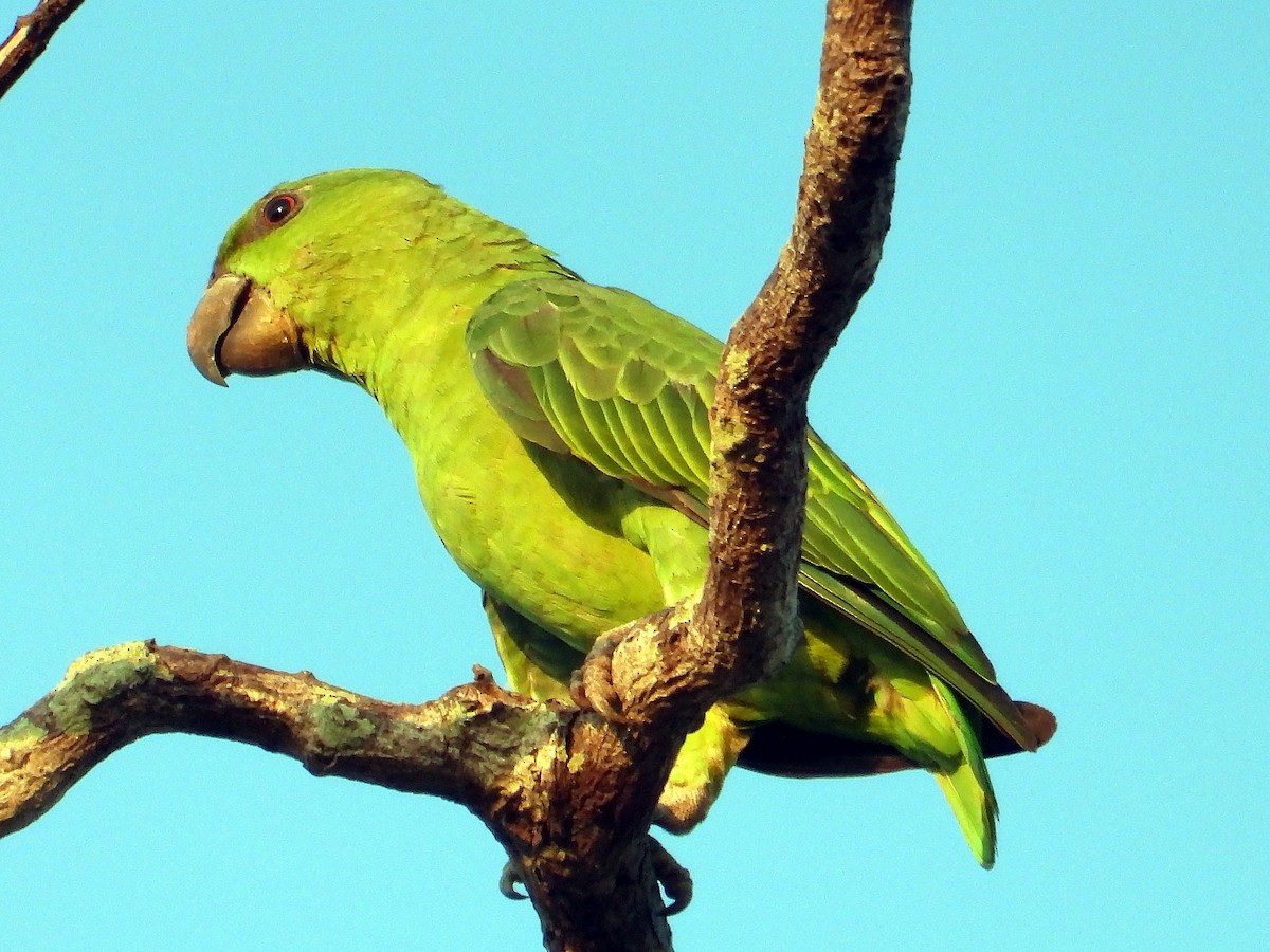 Short-tailed Parrot - Paulo Sergio  Goncalves da Costa