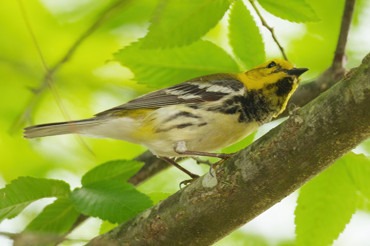 Black-throated Green Warbler - ML619102983