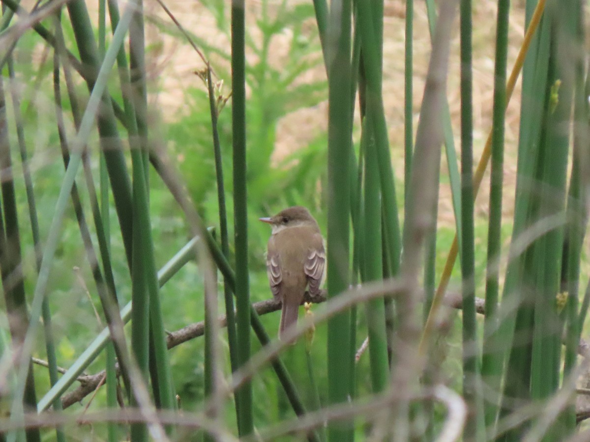 Willow Flycatcher - ML619102987