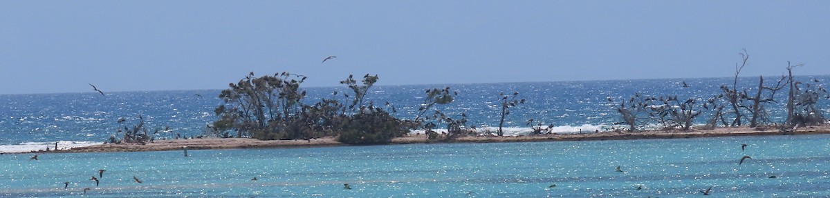 Magnificent Frigatebird - Pamela Hunt