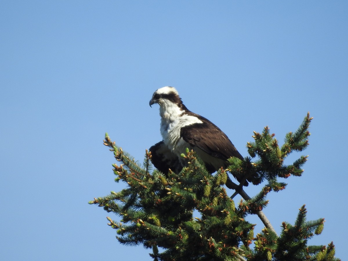 Osprey - ML619102998