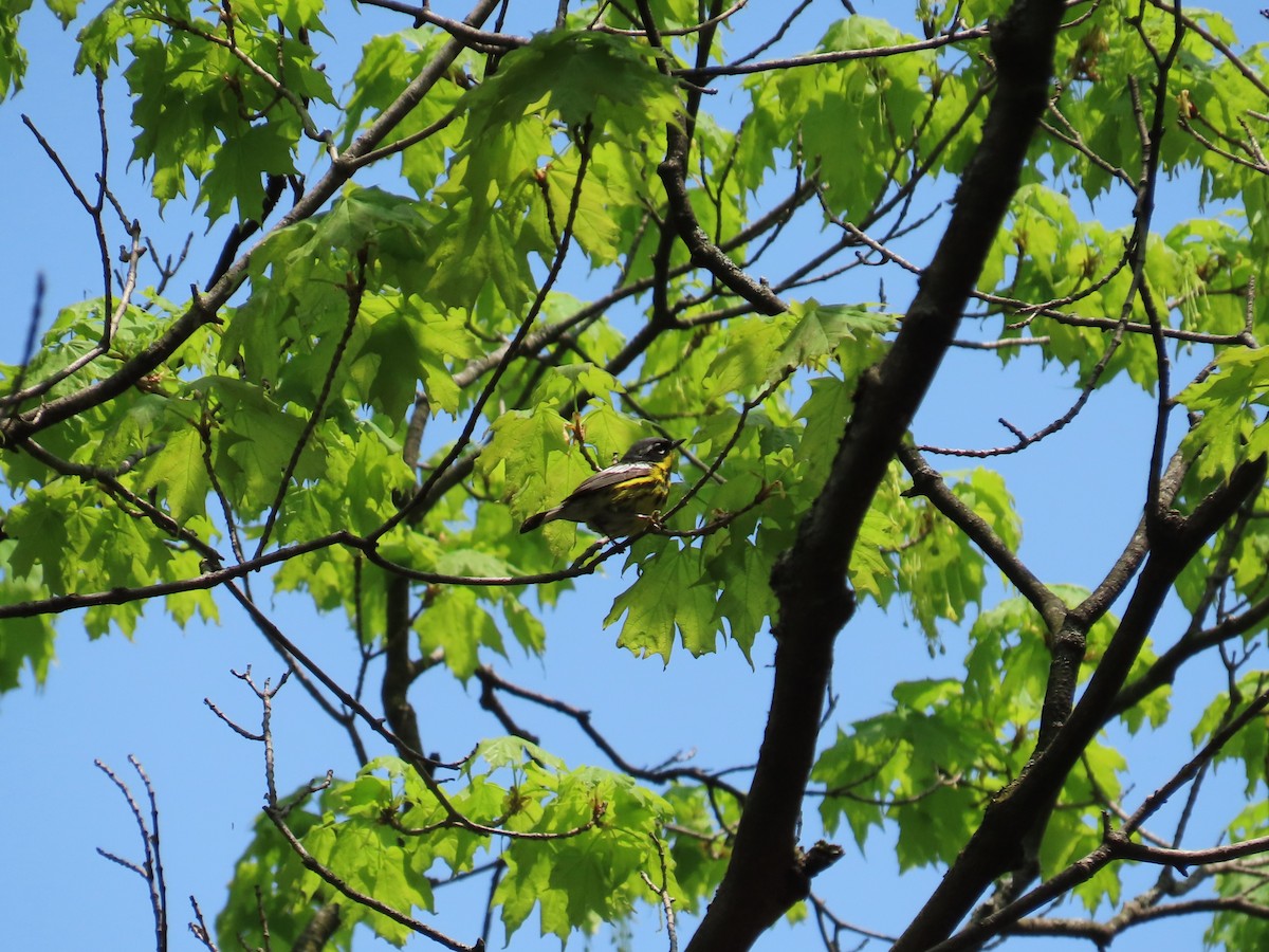 Magnolia Warbler - Michel Bourassa (T-R)