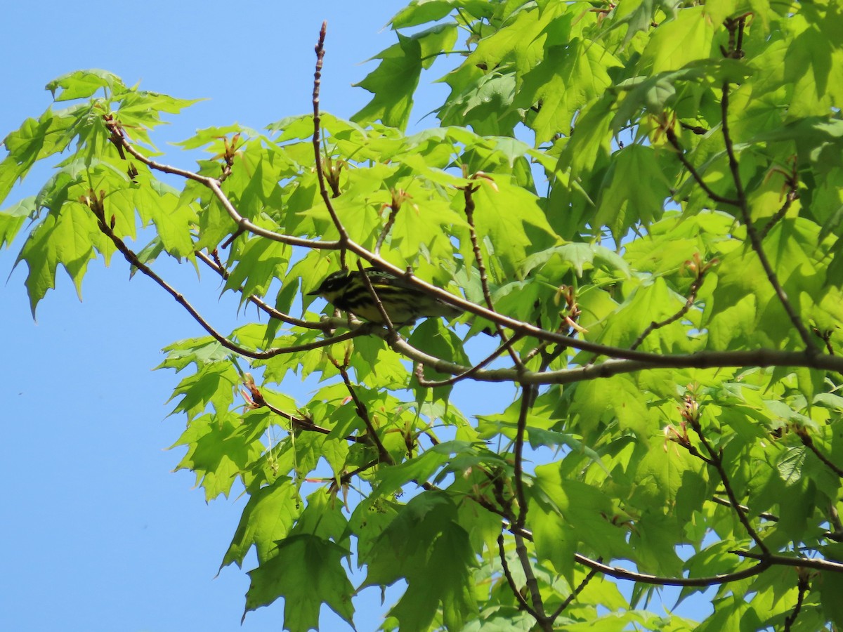 Magnolia Warbler - Michel Bourassa (T-R)