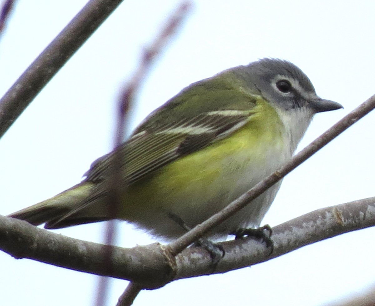 Blue-headed Vireo - James Hirtle