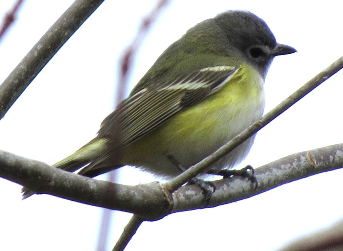 Blue-headed Vireo - James Hirtle