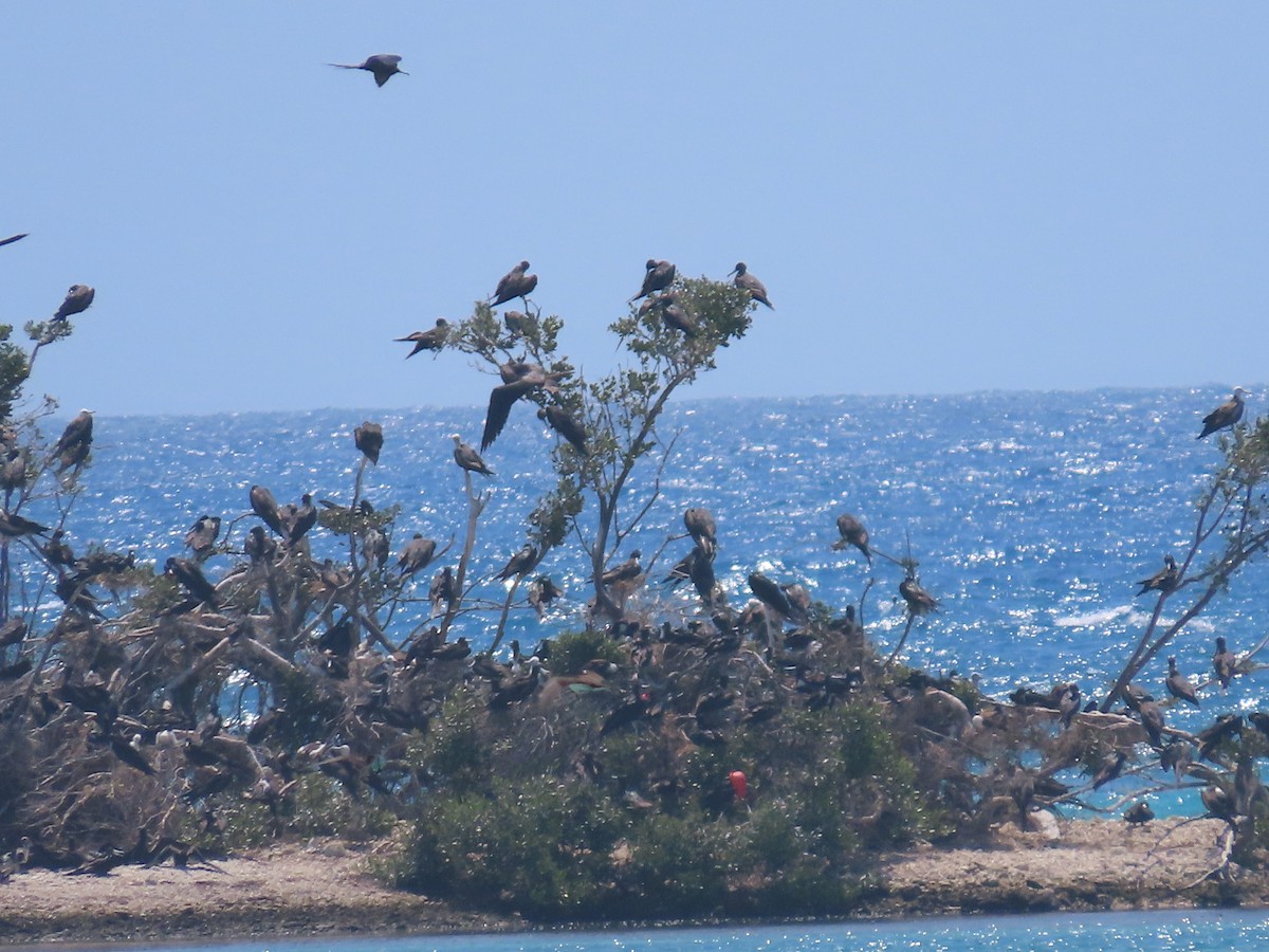 Magnificent Frigatebird - Pamela Hunt