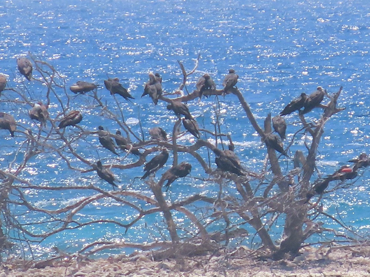 Magnificent Frigatebird - Pamela Hunt