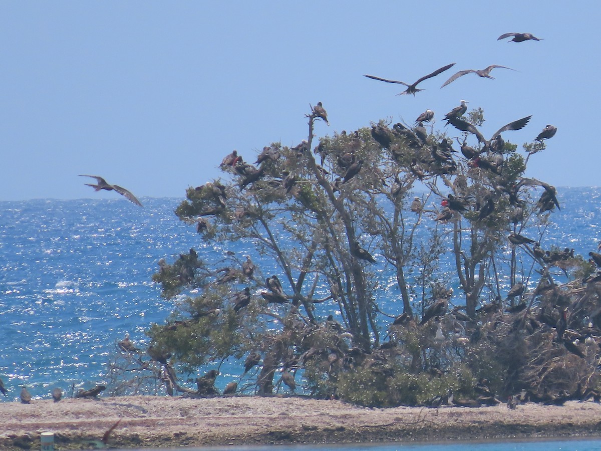 Magnificent Frigatebird - Pamela Hunt