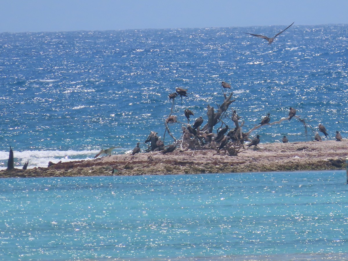 Magnificent Frigatebird - Pamela Hunt