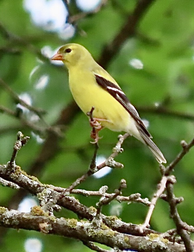 American Goldfinch - Micky Louis