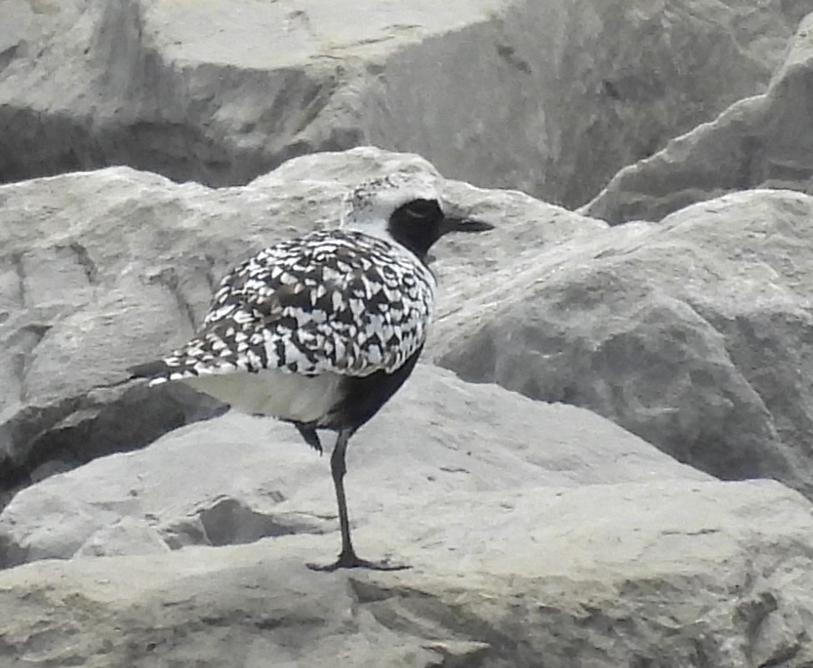 Black-bellied Plover - ML619103039