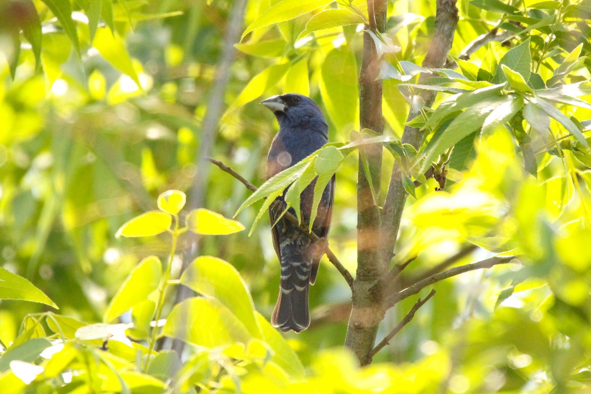 Blue Grosbeak - Richard  Lechleitner