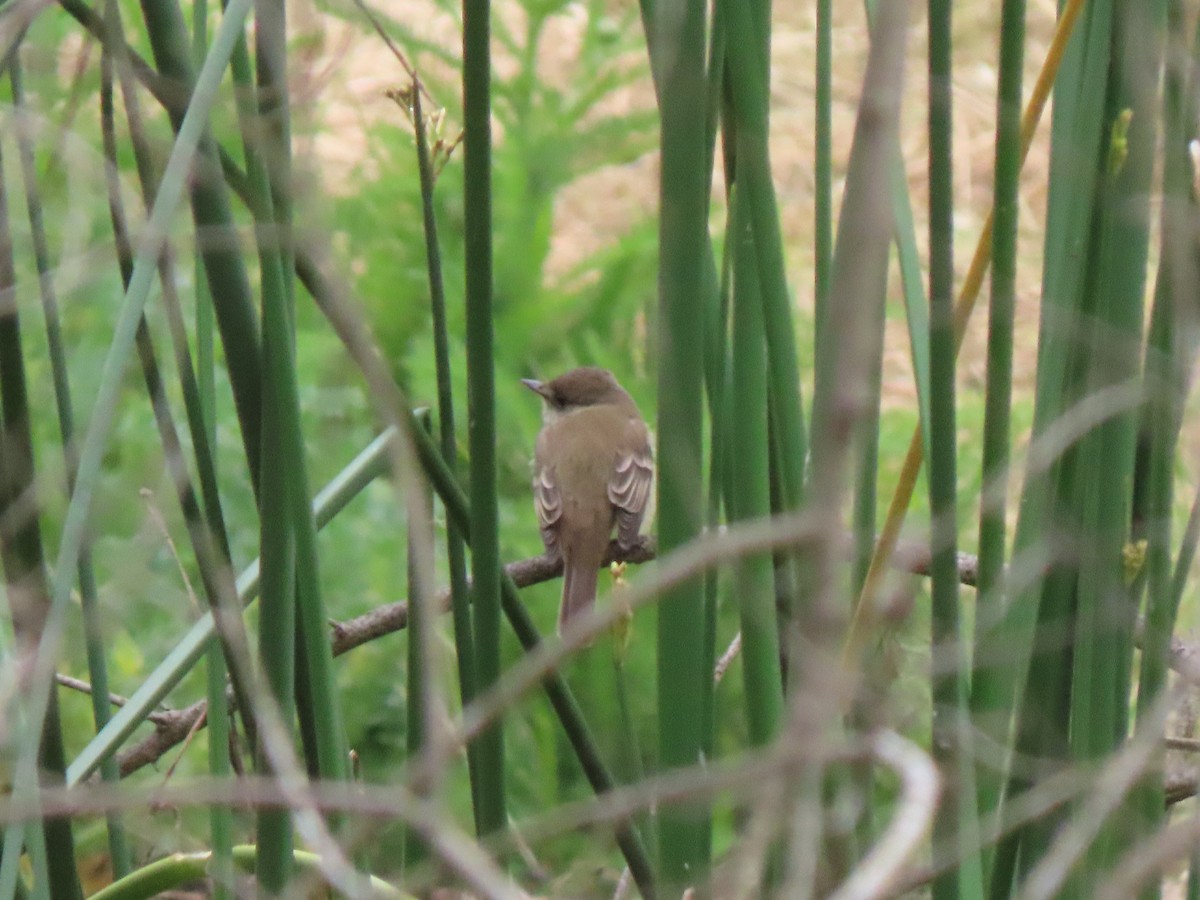 Willow Flycatcher - ML619103059