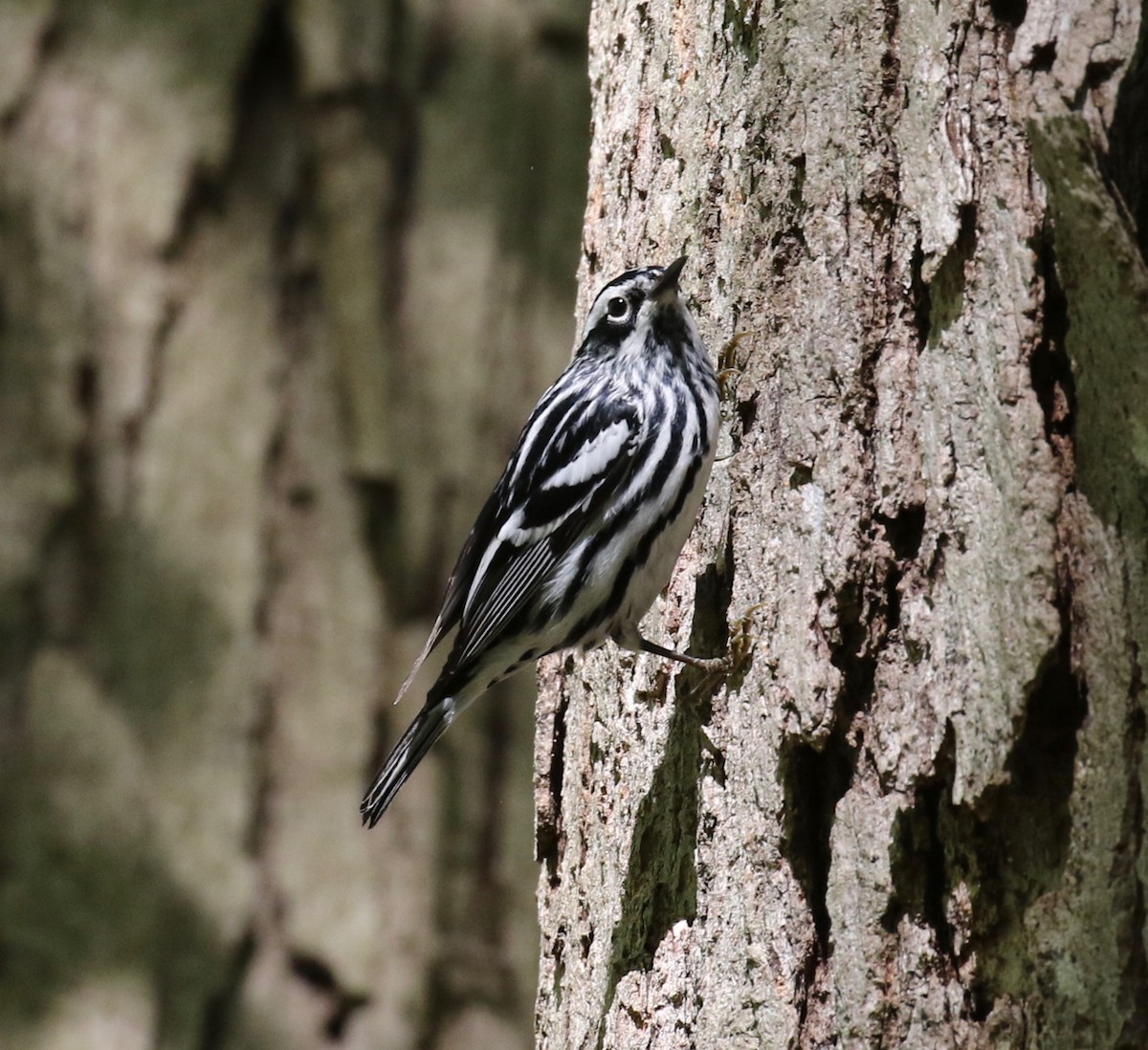 Black-and-white Warbler - ML619103069