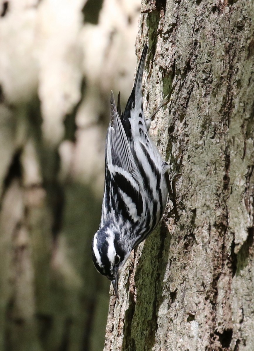 Black-and-white Warbler - ML619103070