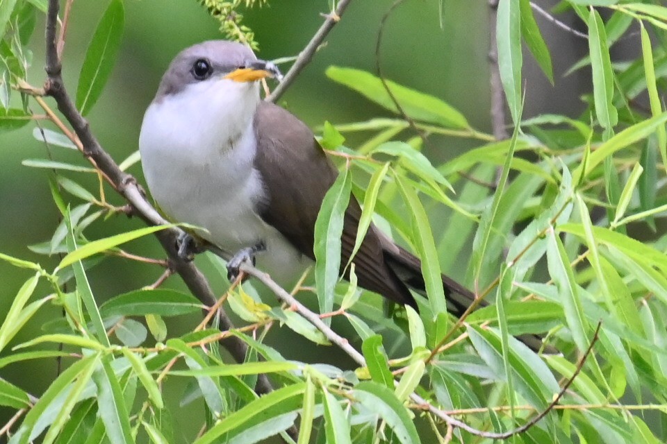 Yellow-billed Cuckoo - ML619103085