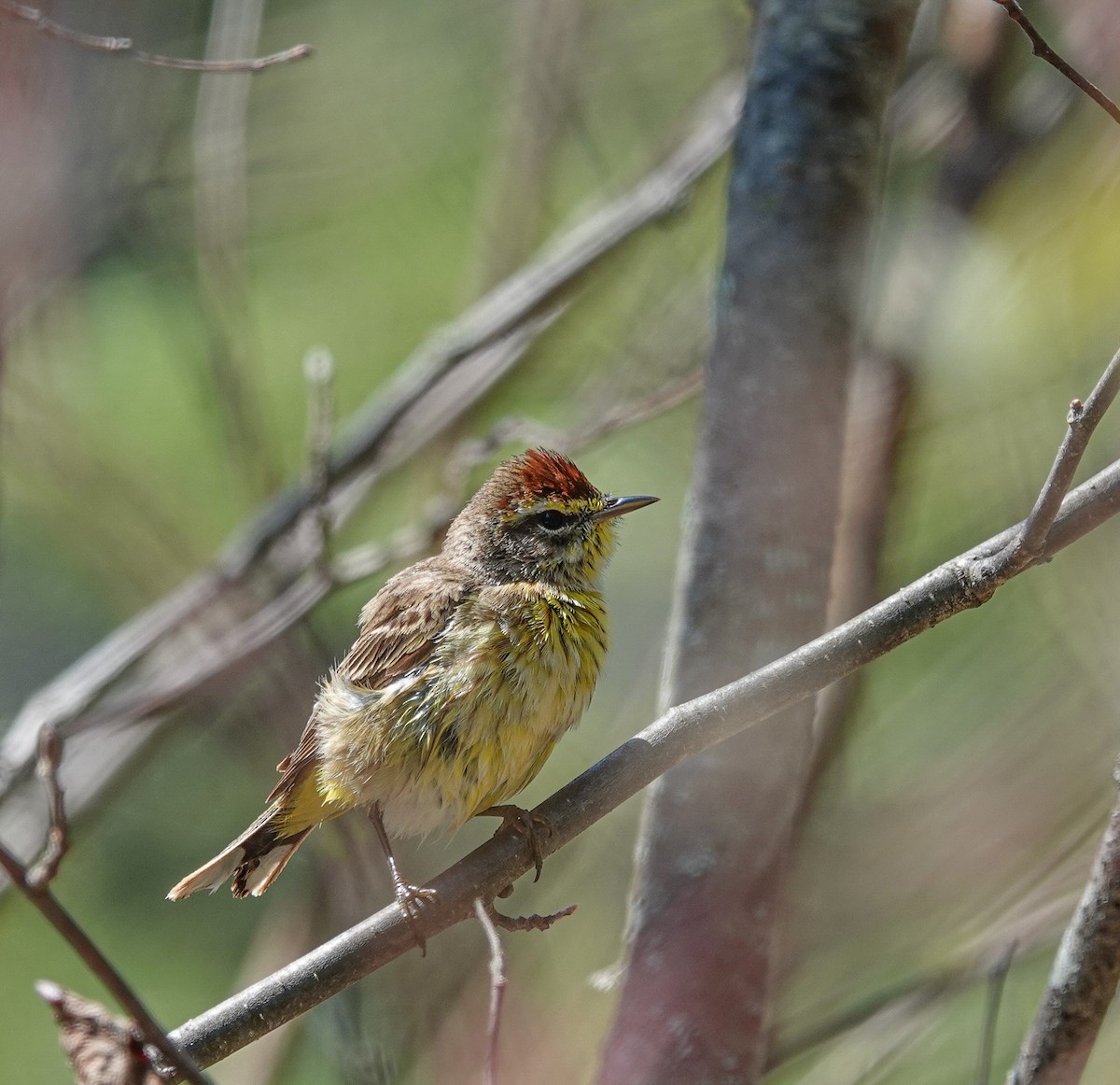 Palm Warbler - ML619103093