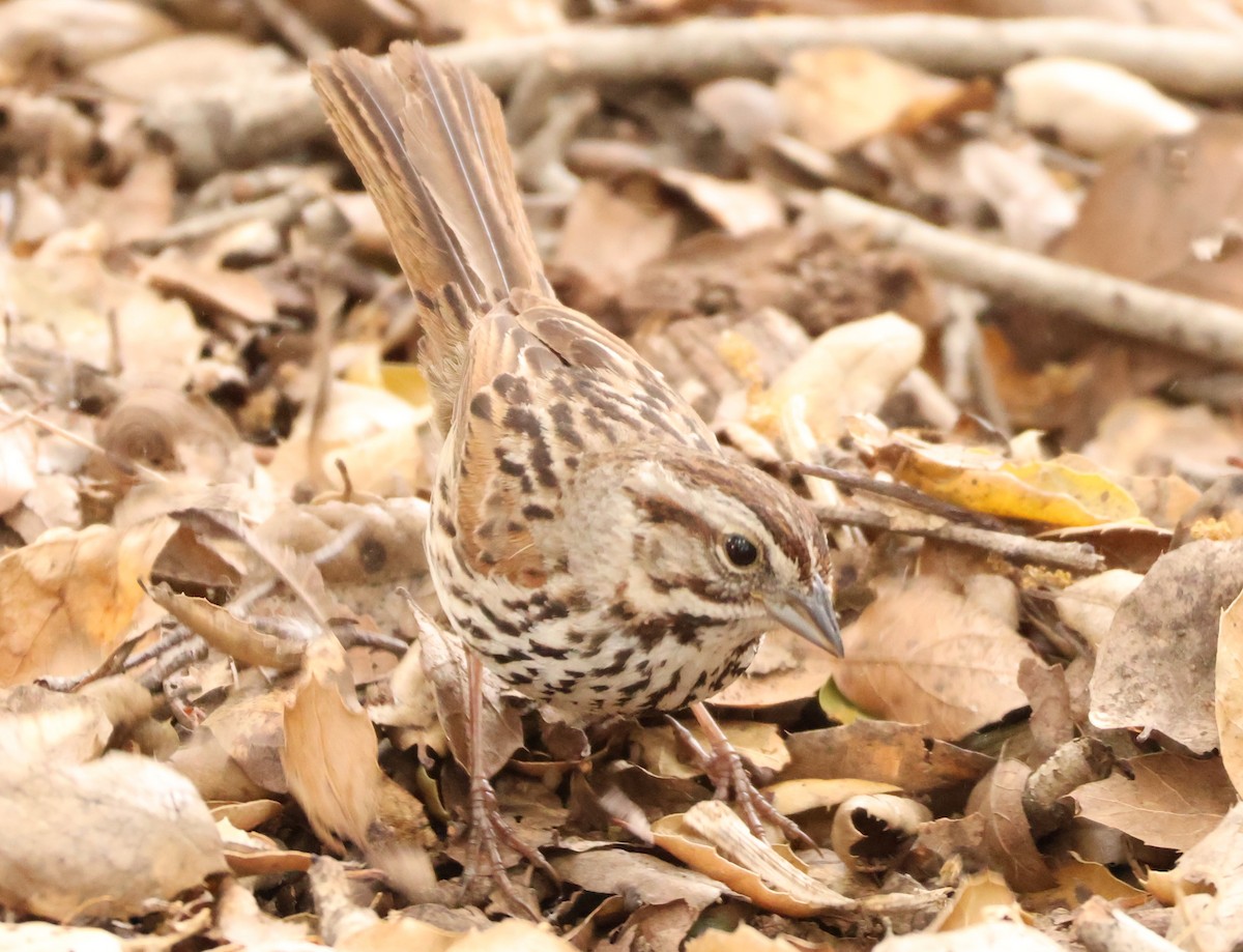 Song Sparrow - Millie and Peter Thomas