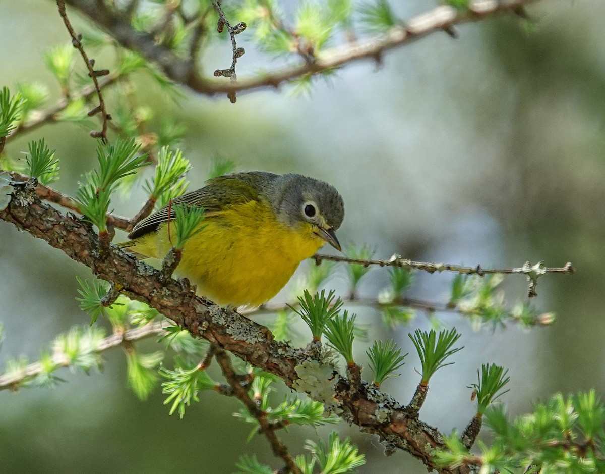 Nashville Warbler - ML619103099