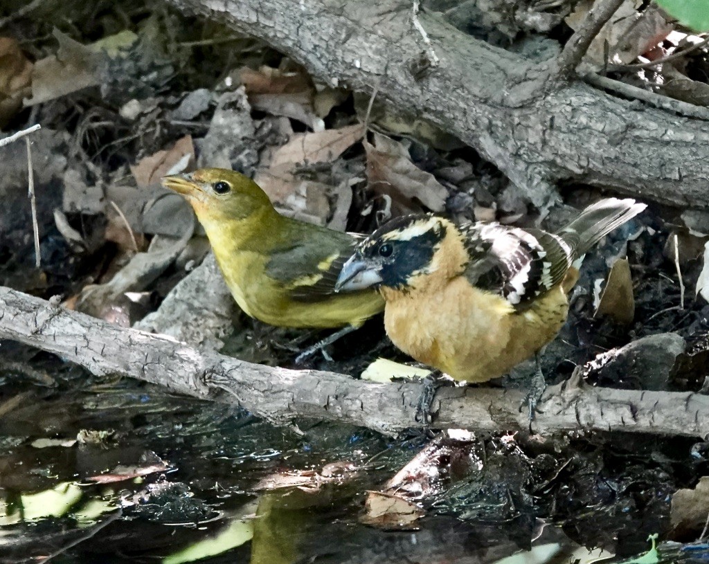 Black-headed Grosbeak - Rick Taylor