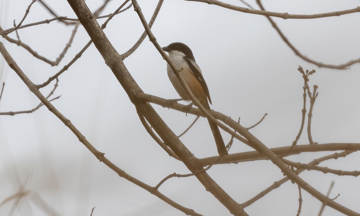 Long-tailed Shrike - ML619103124