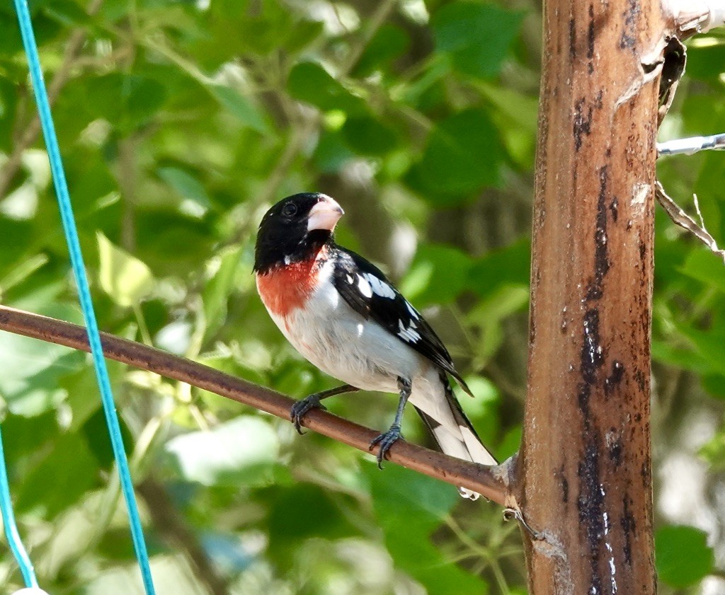 Rose-breasted Grosbeak - Rick Taylor