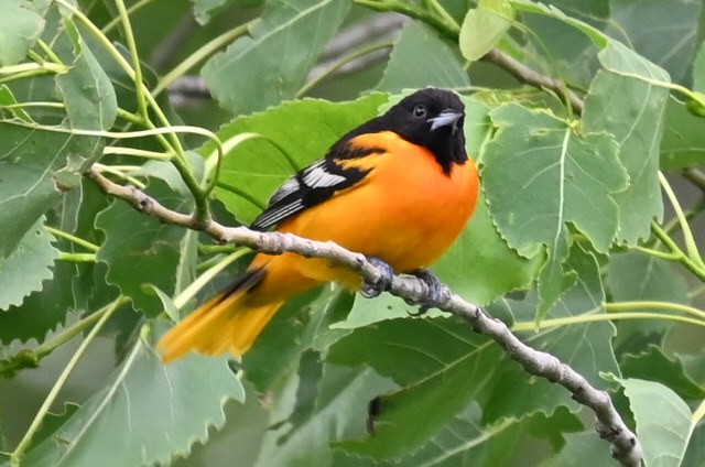 Baltimore Oriole - ML619103130