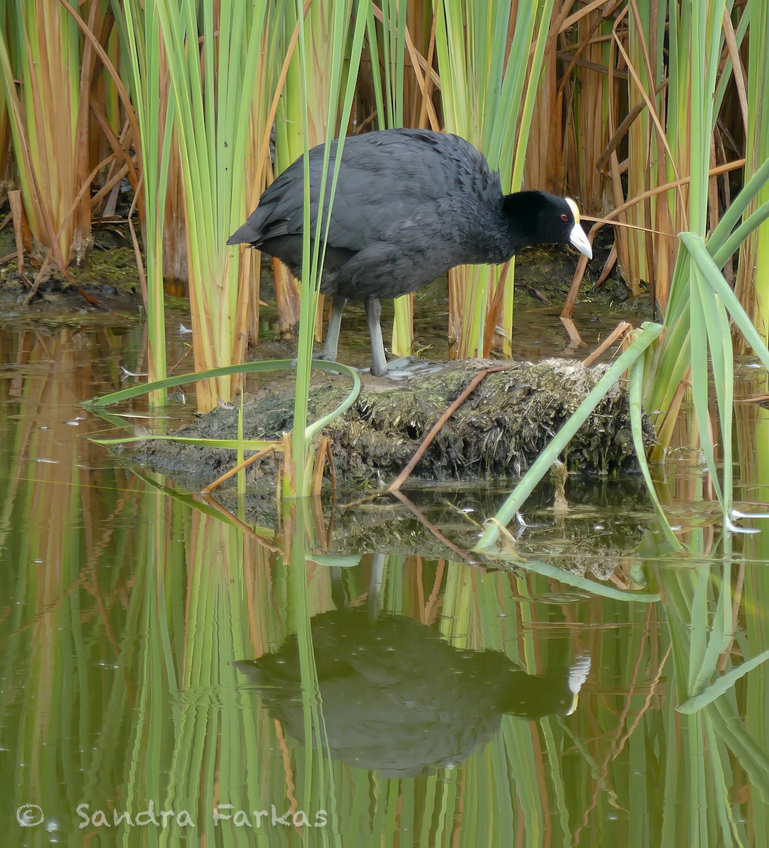 Slate-colored Coot - Sandra Farkas