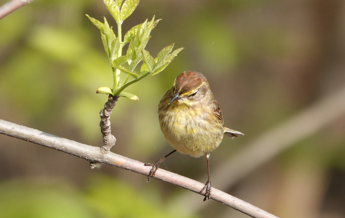 Palm Warbler - ML619103136