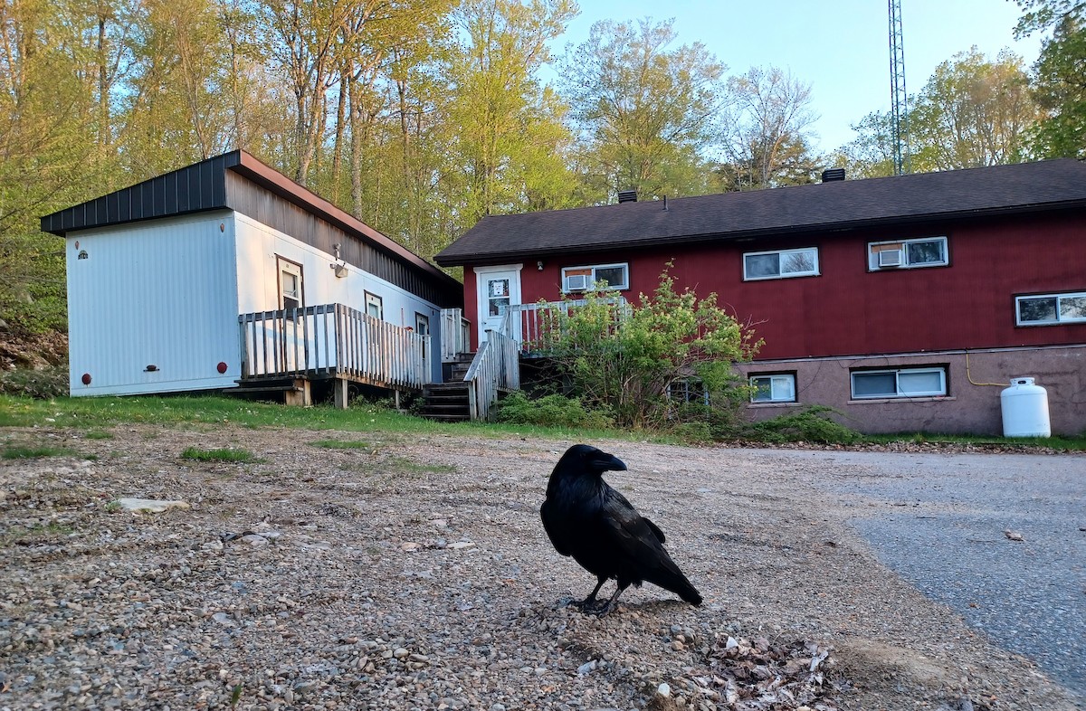 Common Raven - Quinten Wiegersma