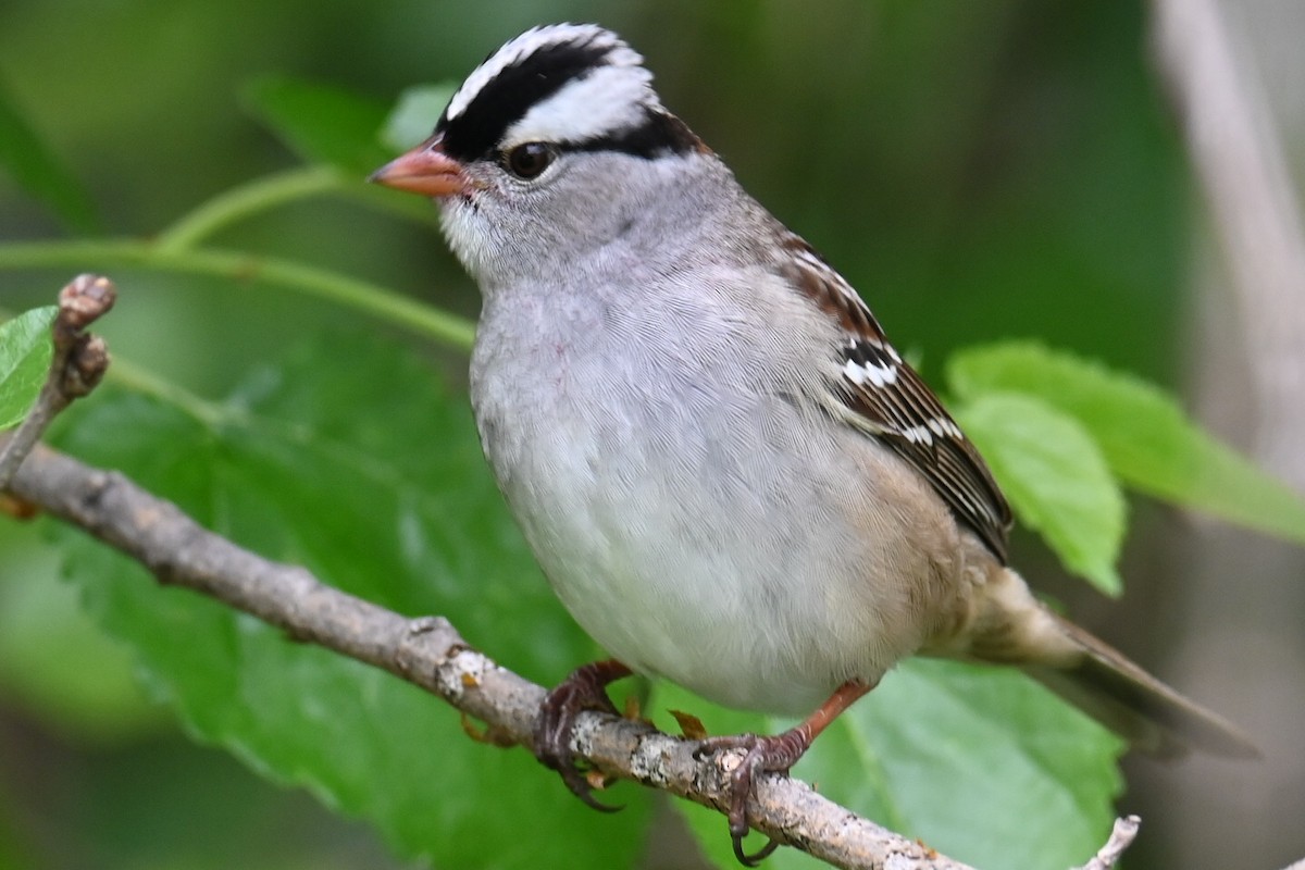 White-crowned Sparrow - ML619103144