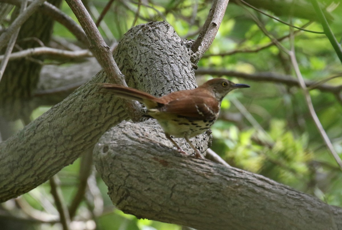 Brown Thrasher - Frank Mantlik