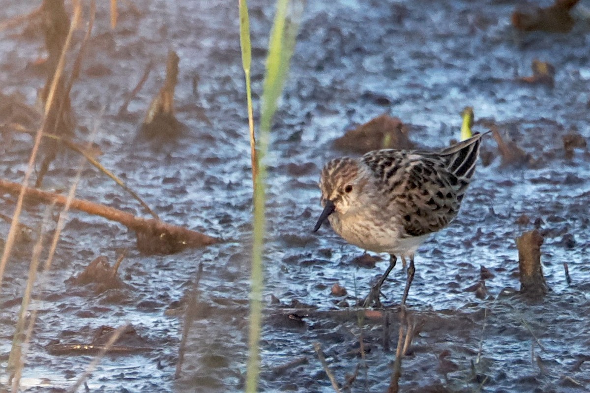 Semipalmated Sandpiper - steve b